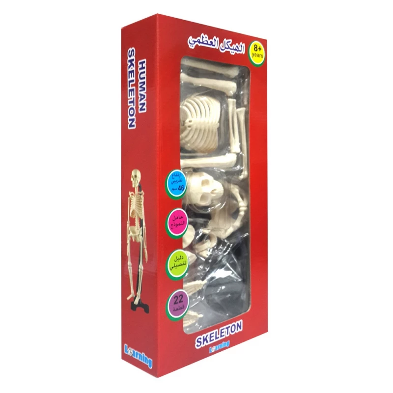 مجسم هيكل عظمي  | Skeleton model